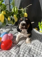 Teddy , a male Basset Hound for sale in Murfreesboro, TN – Photo 4 of 9