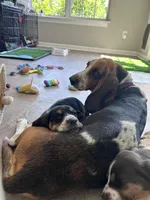 Teddy , a male Basset Hound for sale in Murfreesboro, TN – Photo 9 of 9