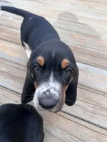 Teddy , a male Basset Hound for sale in Murfreesboro, TN – Photo 3 of 9