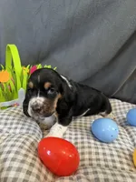 Teddy , a male Basset Hound for sale in Murfreesboro, TN – Photo 5 of 9
