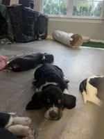 Teddy , a male Basset Hound for sale in Murfreesboro, TN – Photo 2 of 9