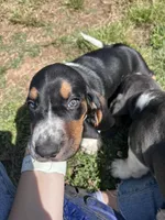 Teddy , a male Basset Hound for sale in Murfreesboro, TN – Photo 6 of 9