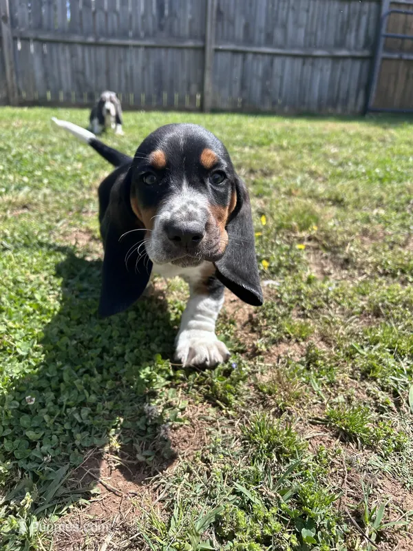 Teddy  – Basset Hound puppy for sale in Murfreesboro, TN
