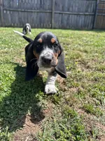Teddy , a male Basset Hound for sale in Murfreesboro, TN – Photo 1 of 9