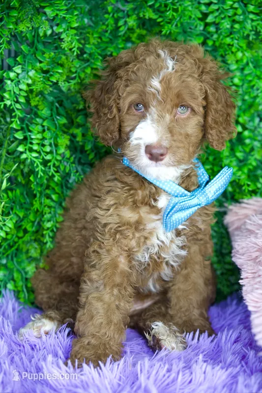 Charlie – Goldendoodle puppy for sale in Tampa, FL