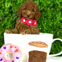 Bella, a female Miniature Goldendoodle for sale in Tampa, FL – 1 of 1
