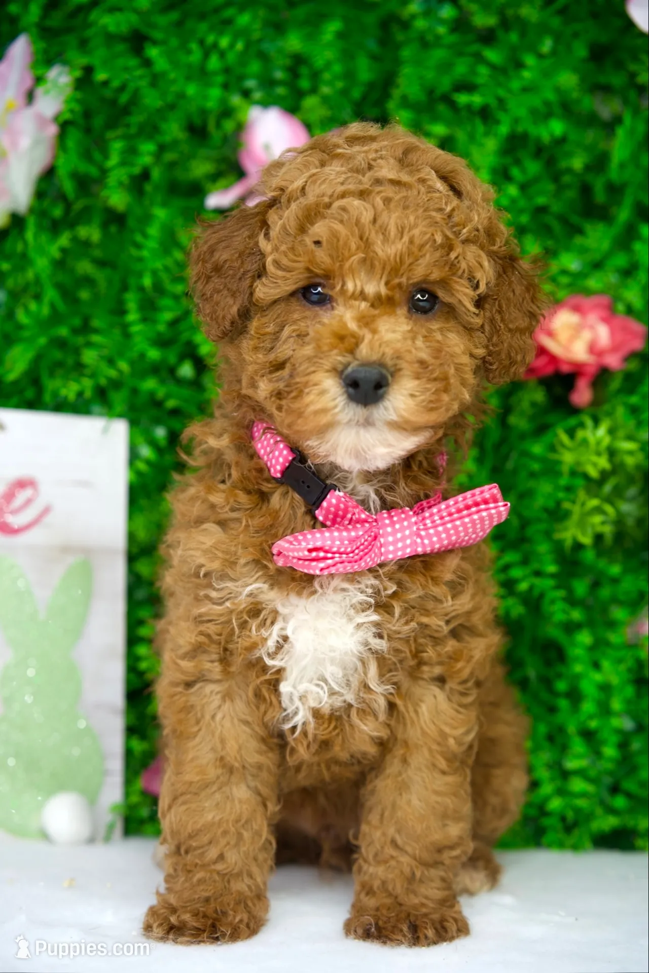 Blue, a male Goldendoodle for sale in Tampa, FL – 1 of 3