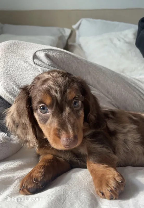 Lola – Miniature Dachshund puppy for sale in Tampa, FL