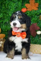 Cedar, a male Bernedoodle for sale in Tampa, FL – Photo 1 of 4