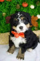 Cedar, a male Bernedoodle for sale in Tampa, FL – Photo 3 of 4
