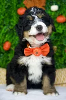 Cedar, a male Bernedoodle for sale in Tampa, FL – Photo 4 of 4