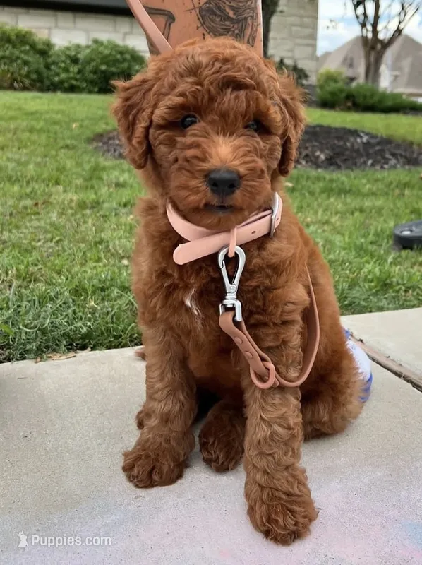 Niko – Miniature Goldendoodle puppy for sale in Tampa, FL