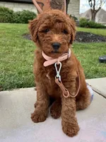 Niko, a male Miniature Goldendoodle for sale in Tampa, FL – 1 of 1