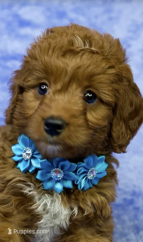 Lilly – Miniature Goldendoodle puppy for sale in Tampa, FL