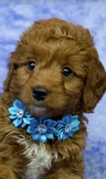 Lilly, a female Miniature Goldendoodle for sale in Tampa, FL – 1 of 2
