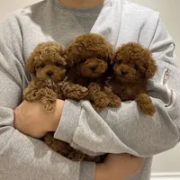 Teacup, a female Poodle - Toy  for sale in Tampa, FL – Photo 1 of 3