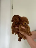 Teacup, a female Poodle - Toy  for sale in Tampa, FL – Photo 2 of 3