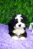 Layla, a female Miniature Bernedoodle for sale in Tampa, FL – Photo 3 of 3