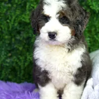 Layla, a female Miniature Bernedoodle for sale in Tampa, FL – Photo 1 of 3