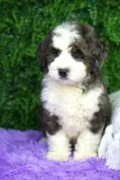 Layla, a female Miniature Bernedoodle for sale in Tampa, FL – Photo 1 of 3