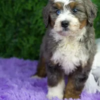 Layla, a female Miniature Bernedoodle for sale in Tampa, FL – Photo 2 of 3