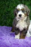 Layla, a female Miniature Bernedoodle for sale in Tampa, FL – Photo 2 of 3