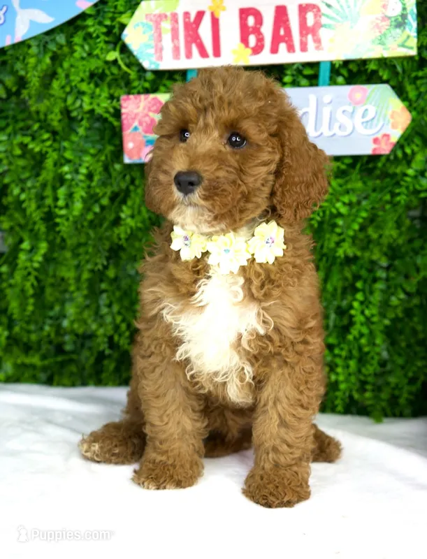 Seren – Miniature Goldendoodle puppy for sale in Tampa, FL
