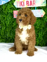 Seren, a female Miniature Goldendoodle for sale in Tampa, FL – 1 of 1