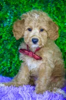 Marlin, a male Miniature Goldendoodle for sale in Tampa, FL – 2 of 2