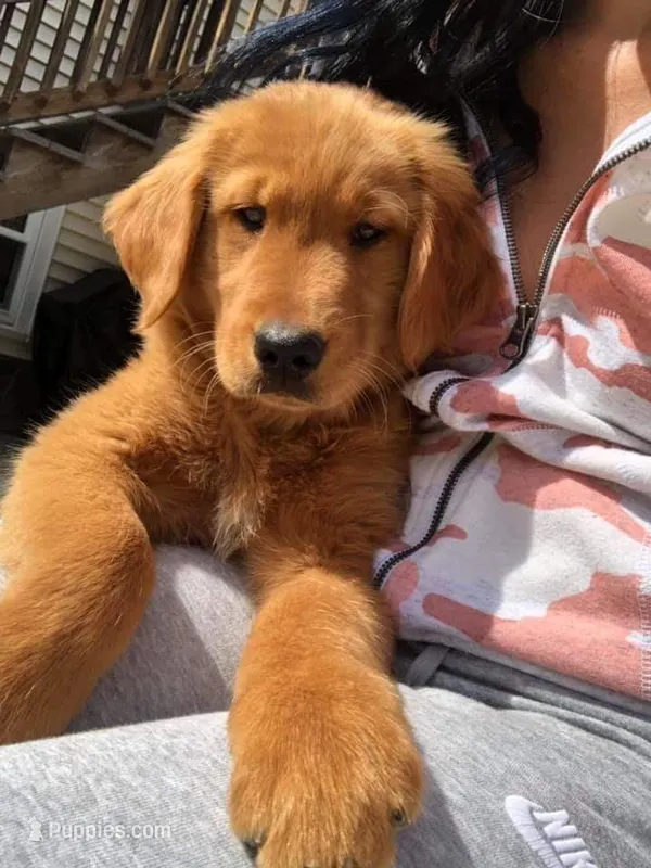 Elle – Golden Retriever puppy for sale in Tampa, FL