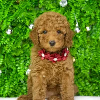 Stormy, a female Miniature Goldendoodle for sale in Tampa, FL – 1 of 1