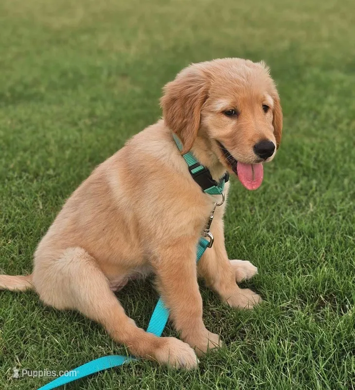 Duke, a  Golden Retriever for sale in Tampa, FL – Photo 1 of 1
