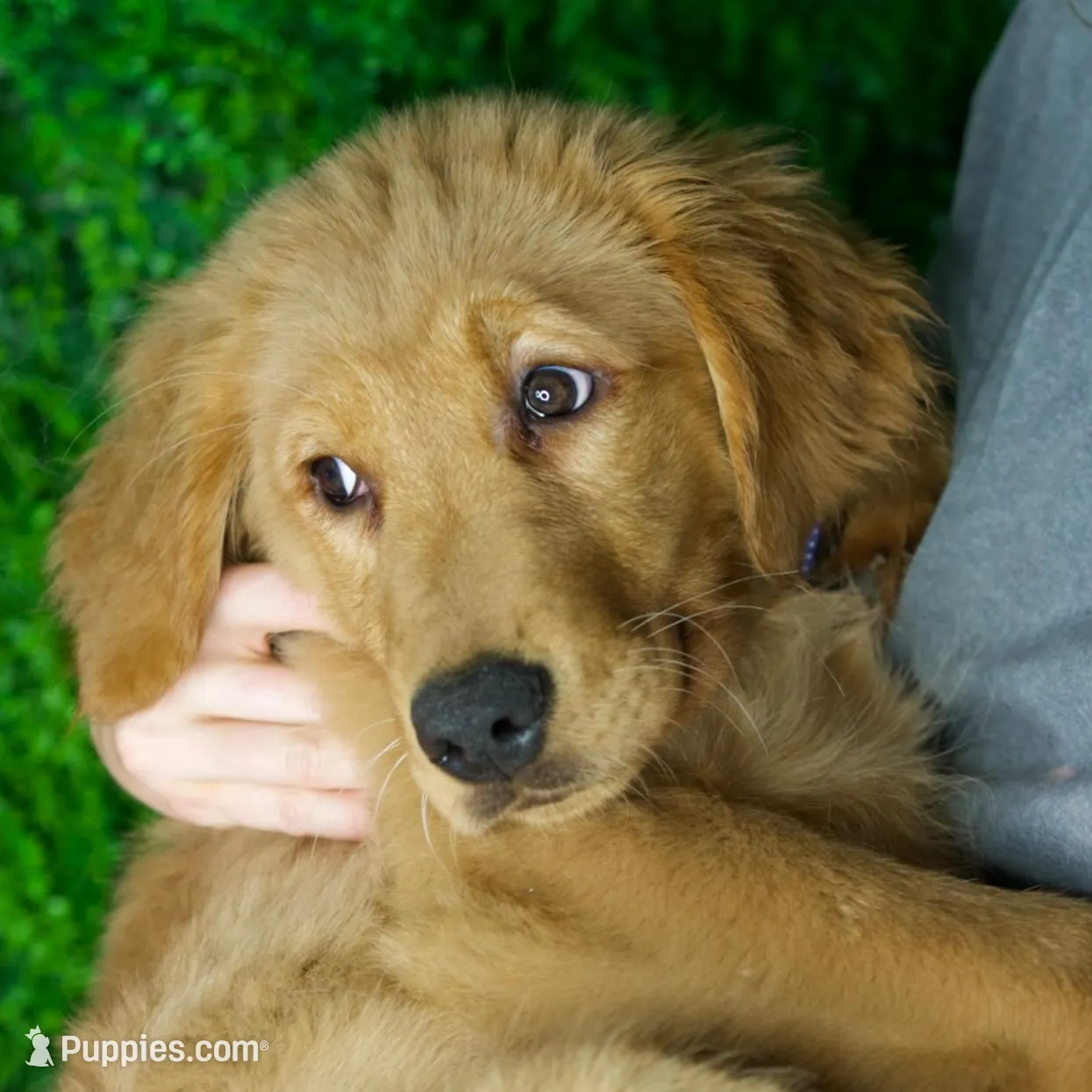 Duke, a  Golden Retriever for sale in Tampa, FL – Photo 2 of 2