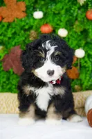 processed/53ec6c31-6d37-480b-b99b-d0c8cb6a8060/listing/4a68e9c9-8cdd-474a-8c41-b8462795b9e3/337b40aa-7441-44a8-9581-d50b3bf4b657