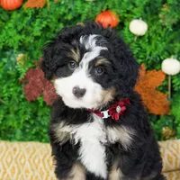 Muffin, a female Miniature Bernedoodle for sale in Tampa, FL – Photo 1 of 2