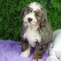 Honey, a female Bernedoodle for sale in Tampa, FL – Photo 1 of 2