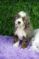 processed/53ec6c31-6d37-480b-b99b-d0c8cb6a8060/listing/4acfa286-47b1-4232-ba1c-c74523821701/b77494b7-f0bf-4017-a5a0-2446191f206b