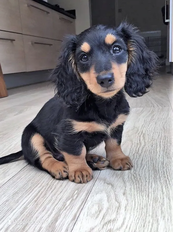 Mickey – Miniature Dachshund puppy for sale in Tampa, FL