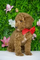 Finn, a male Miniature Goldendoodle for sale in Tampa, FL – 3 of 3
