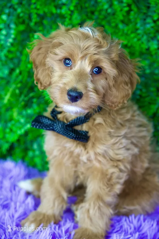 Goose – Miniature Goldendoodle puppy for sale in Tampa, FL