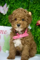 Blue, a male Goldendoodle for sale in Tampa, FL – 3 of 3