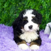 Brûlée, a male Bernedoodle for sale in Tampa, FL – Photo 1 of 2