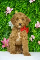 Finn, a male Miniature Goldendoodle for sale in Tampa, FL – 2 of 3