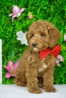 Finn, a male Miniature Goldendoodle for sale in Tampa, FL – 1 of 3