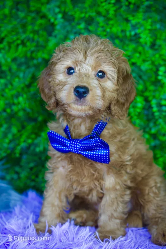 Pierce – Goldendoodle puppy for sale in Tampa, FL