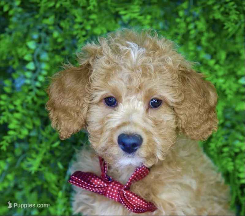Marlin – Miniature Goldendoodle puppy for sale in Tampa, FL