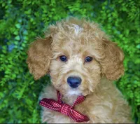 Marlin, a male Miniature Goldendoodle for sale in Tampa, FL – 1 of 2