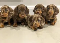 Lola, a female Miniature Dachshund for sale in Tampa, FL – 2 of 2