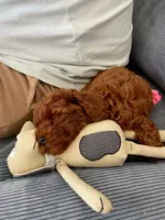 Nala, a female Poodle - Toy  for sale in Tampa, FL – 2 of 2