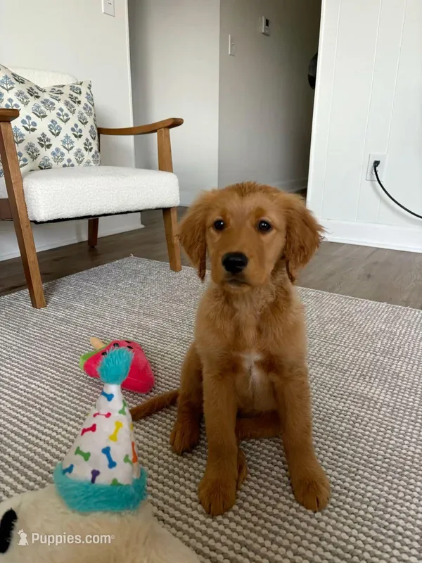 Elle – Golden Retriever puppy for sale in Tampa, FL